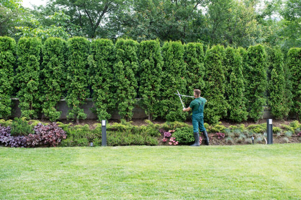 Best Tree and Shrub Care  in Dell Rapids, SD